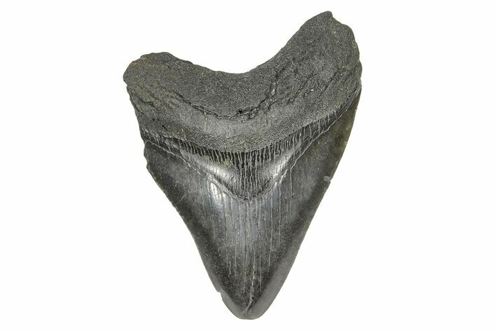 Fossil Megalodon Tooth - South Carolina #169203
